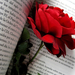 hd-wallpaper-met-een-rode-roos-tussen-een-boek-hd-bloemen-achterg