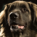 hd-honden-wallpaper-met-een-portretfoto-van-een-hond-hd-honden-ac
