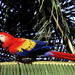 hd-papegaai-achtergrond-met-een-mooie-gekleurde-papegaai-op-een-t