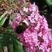 hd-bloemen-achtergrond-met-een-hommel-op-een-vlinderstruik-wallpa