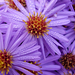 hd-leuke-achtergrond-met-paarse-bloemen-hd-bloemen-wallpaper-foto