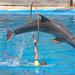hd-springende-dolfijn-achtergrond-dolfijn-springt-door-een-ring-i