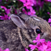 hd-konijnen-achtergrond-met-een-konijn-tussen-de-roze-bloemen-wal