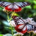 two-butterflies-852x480