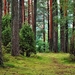 forest-1973952_960_720