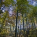 forest-2763587_960_720