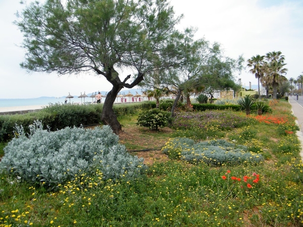 Mallorca reisduiveltje