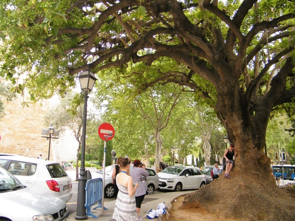 2018_04_24 Mallorca 150 Plaça de la Reina