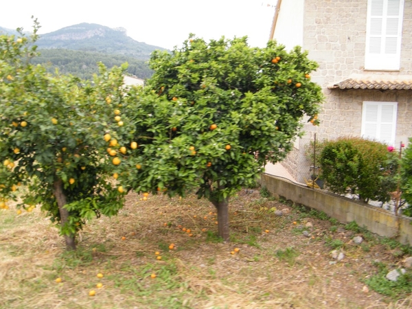 Mallorca reisduiveltje