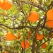 2018_04_26 Mallorca 080