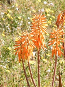 2018_04_28 Mallorca 007