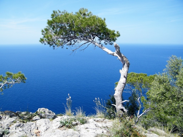 Mallorca reisduiveltje