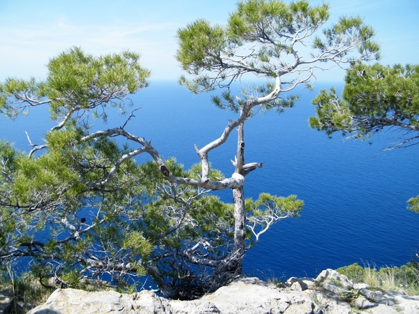 Mallorca reisduiveltje