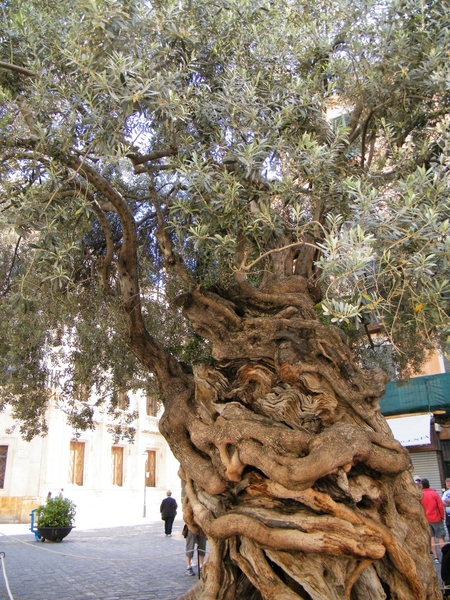 Mallorca reisduiveltje