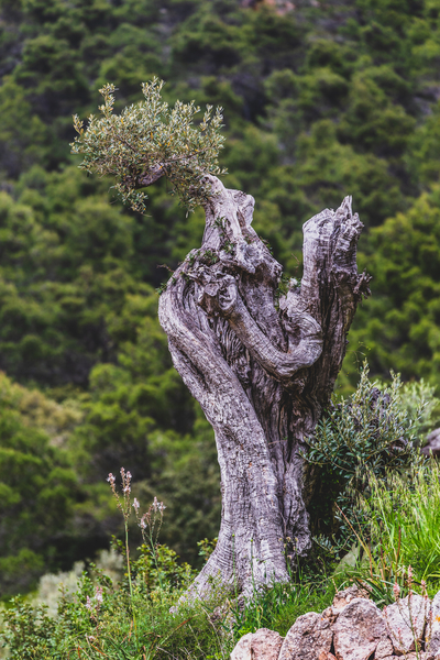 Mallorca reisduiveltje