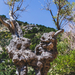 319-2018-04-27 Stappen  Deia nr Soller-9084