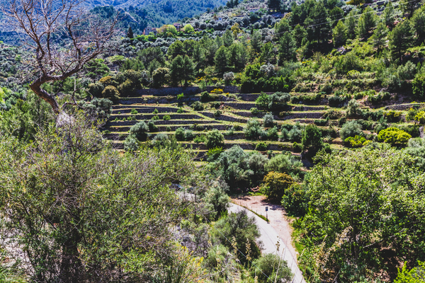 Mallorca reisduiveltje