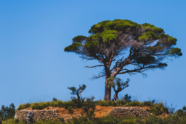 Mallorca reisduiveltje