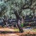 348-2018-04-27 Stappen  Deia nr Soller-9169