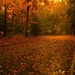 72023-road-leaves-nature