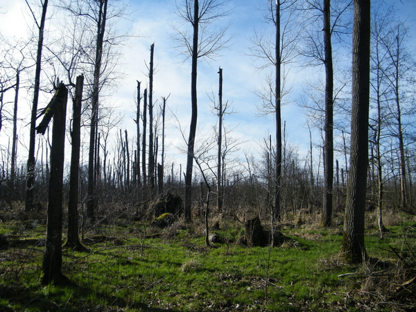 Wellemeersenpad Denderleeuw