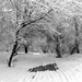 winter-hintergrundbilder-in-den-wald-mit-einem-pfad-durch-die-bau