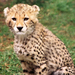 Baby_leopard