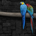 Blue_Macaw_parrots