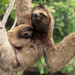 Three-toed_sloth_(Brown-throated_Sloth,_Maned_Sloth,_Pale-throate