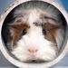 Abyssinian_guinea_pig