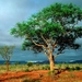 African_Land_Scape
