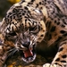 Angry_jaguar