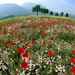 Spring_mountain_meadow