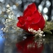 Wedding_red_rose