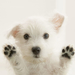 White_Terrier_Puppy