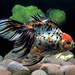 Amphilophus_popular_aquarium_fish
