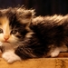 Cute_fluffy_kitten