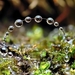 Beads_of_morning_dew