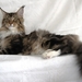 the_Maine_Coon_natural_cat_breeds