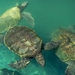 Hawaiian_Green_sea_turtles