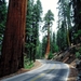 Redwood_Road,_Sequoia_National_Park