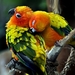 Red-faced_fig_parrot