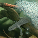 Salamander_amphibian