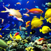 Coral_reef_life_Fish_wallpapers