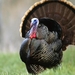Domesticated_turkey
