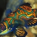 Dragonets_Mandarinfish