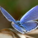 Blue_Butterfly_-_Xerces_Blue