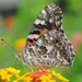 Butterfly_-_Riodinidae
