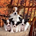 Chihuahua_dog_and_puppies