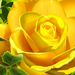 Yellow_Rose